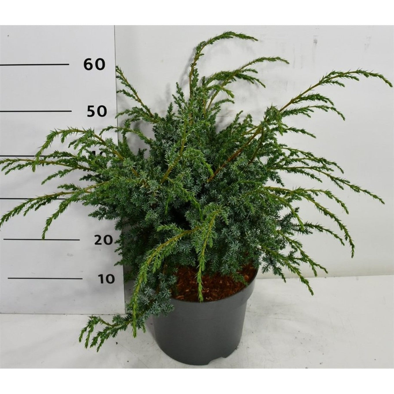 Kinesisk en – Juniperus chinensis 'Blue Alps' - C7.5 40-50 cm.